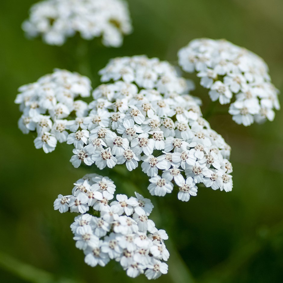 Rumen Rman Rman - Visia